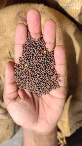 An open hand full of mustard seeds